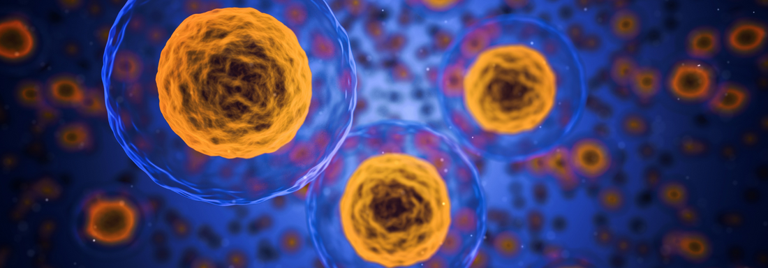 Unlocking the Power of Autophagy: Fasting for Cellular Renewal and Longevity